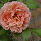 Abraham Darby