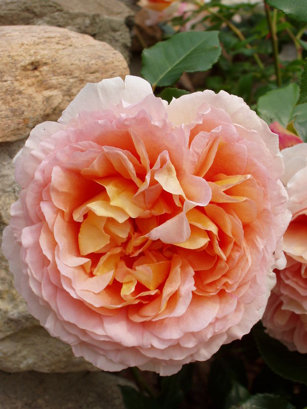 "Abraham Darby"