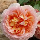 "Abraham Darby"