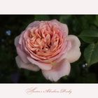 Abraham Darby - ein Gruß aus meinem Garten....