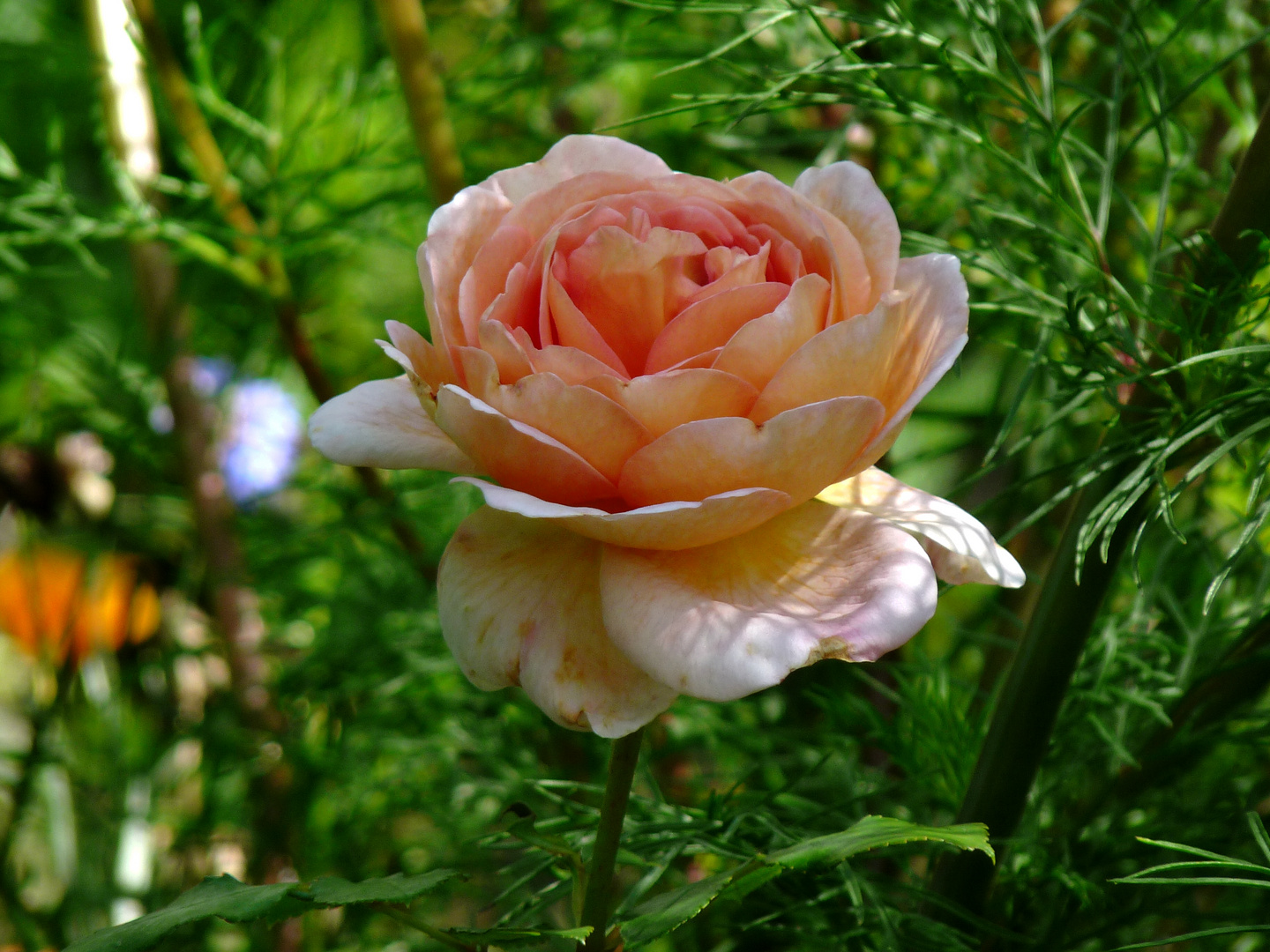 Abraham Darby- zweite Blütezeit in diesem Jahr