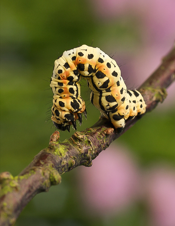 Abraxas grossulariata Foto & Bild makro, natur, insekten Bilder auf