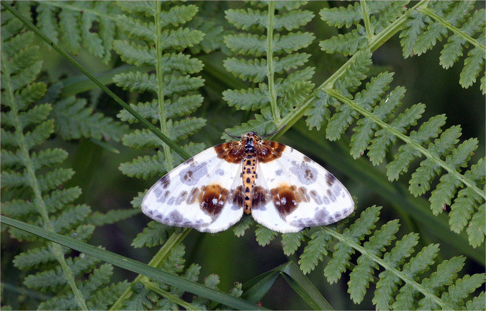 Abraxas sylvata