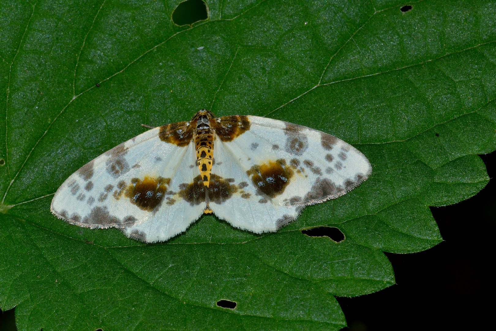 Abraxas sylvata, Ulmen-Harlekin