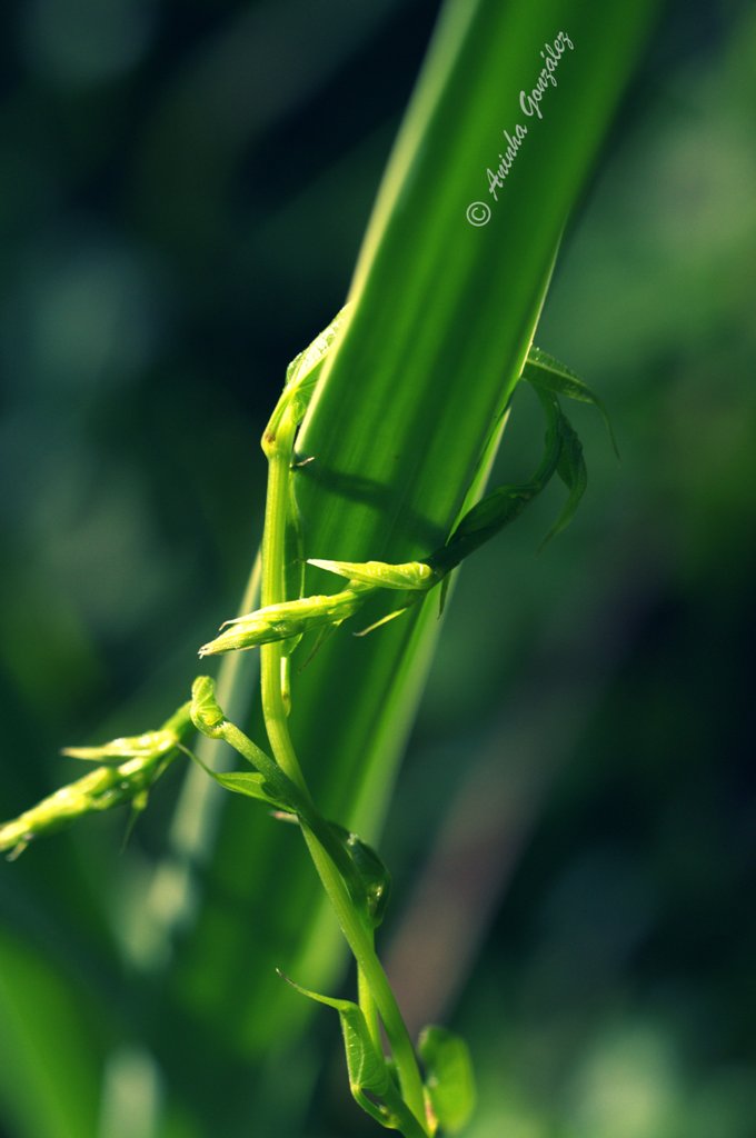 Abrazos naturales