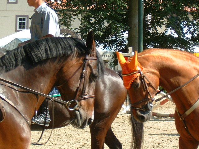 Abreiteplatz beim Burgtunier ( Nörten- Hardenberg )