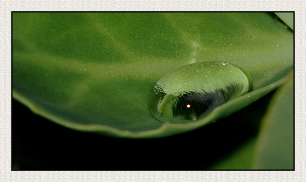 "Abreuvoir à insectes au creux d'une feuille "