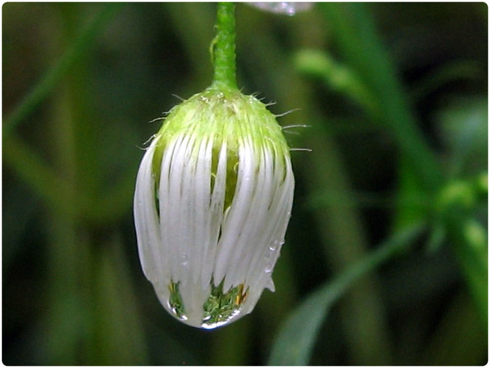 abreuvoir à papillon