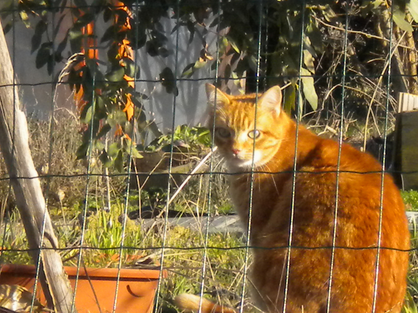 Abricot dans son potager