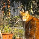 Abricot dans son potager