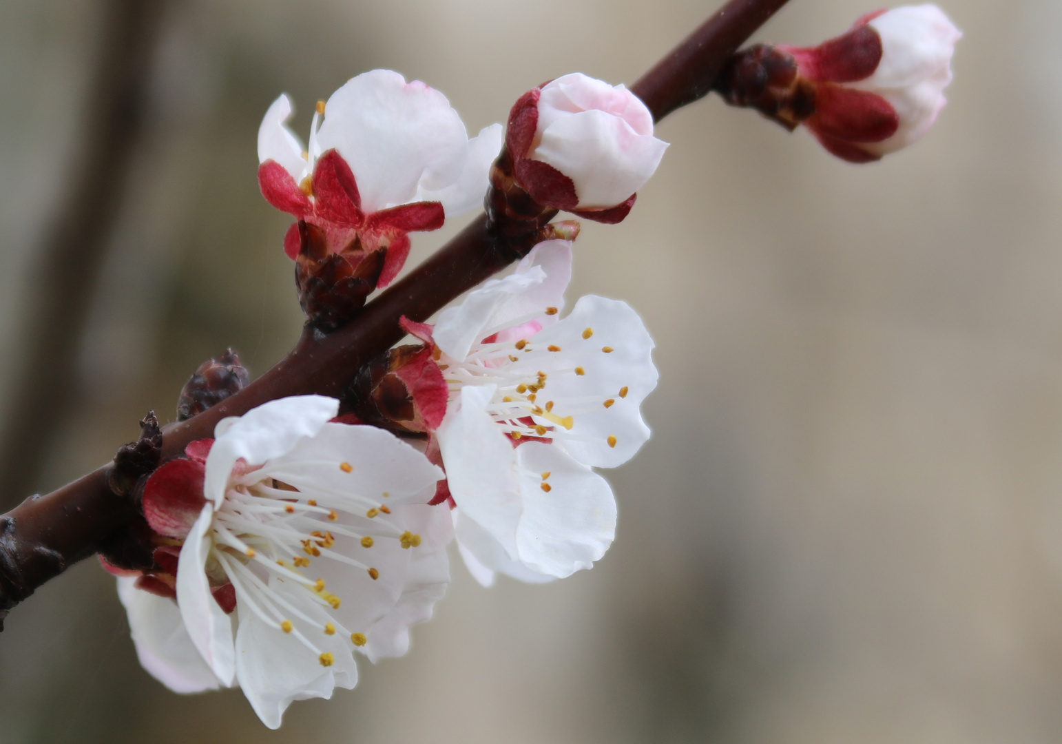 Abricotier en fleurs