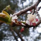 Abricotier sous la neige, un 24 mars dans le Sud de la france!