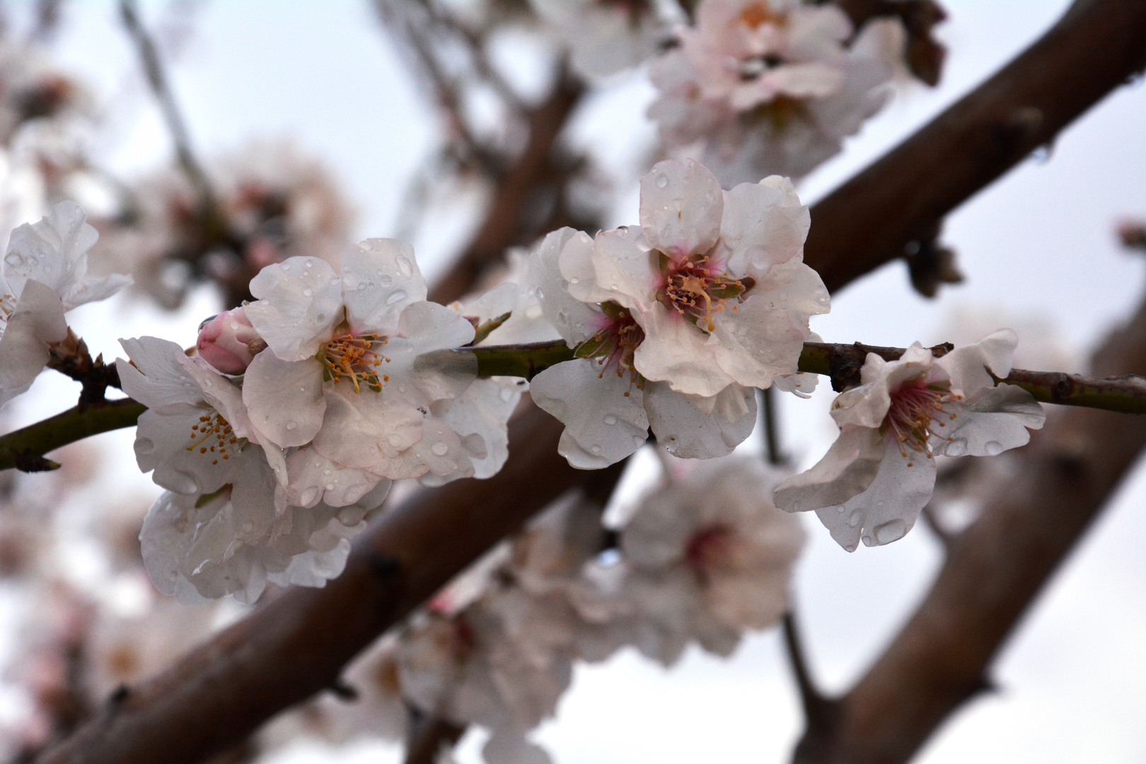 Abriendo la primavera