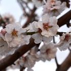 Abriendo la primavera