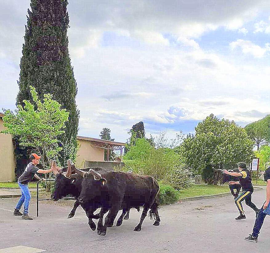 Abrivado et bandido à Bagard aujourd'hui ...