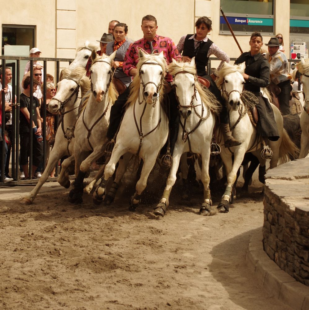 Abrivado, Feria d'Alès, Gard (1)