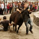 Abrivado, Feria d'Alès, Gard (3)