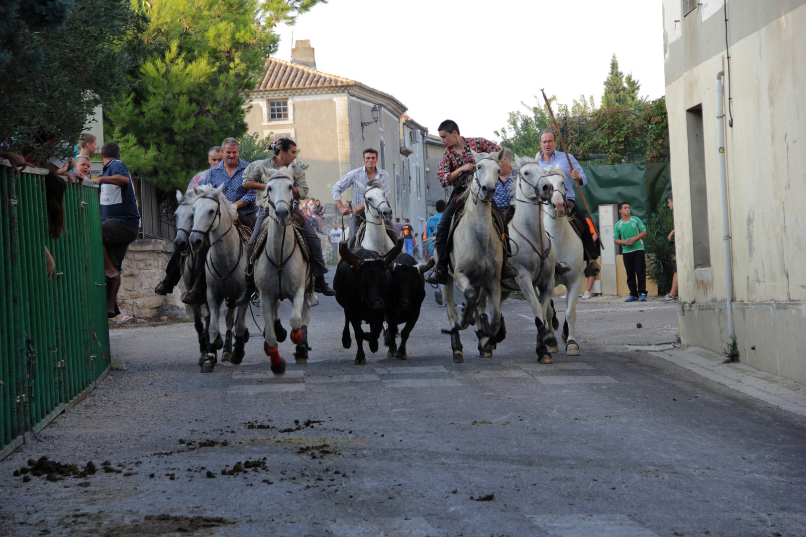 abrivados en camargue