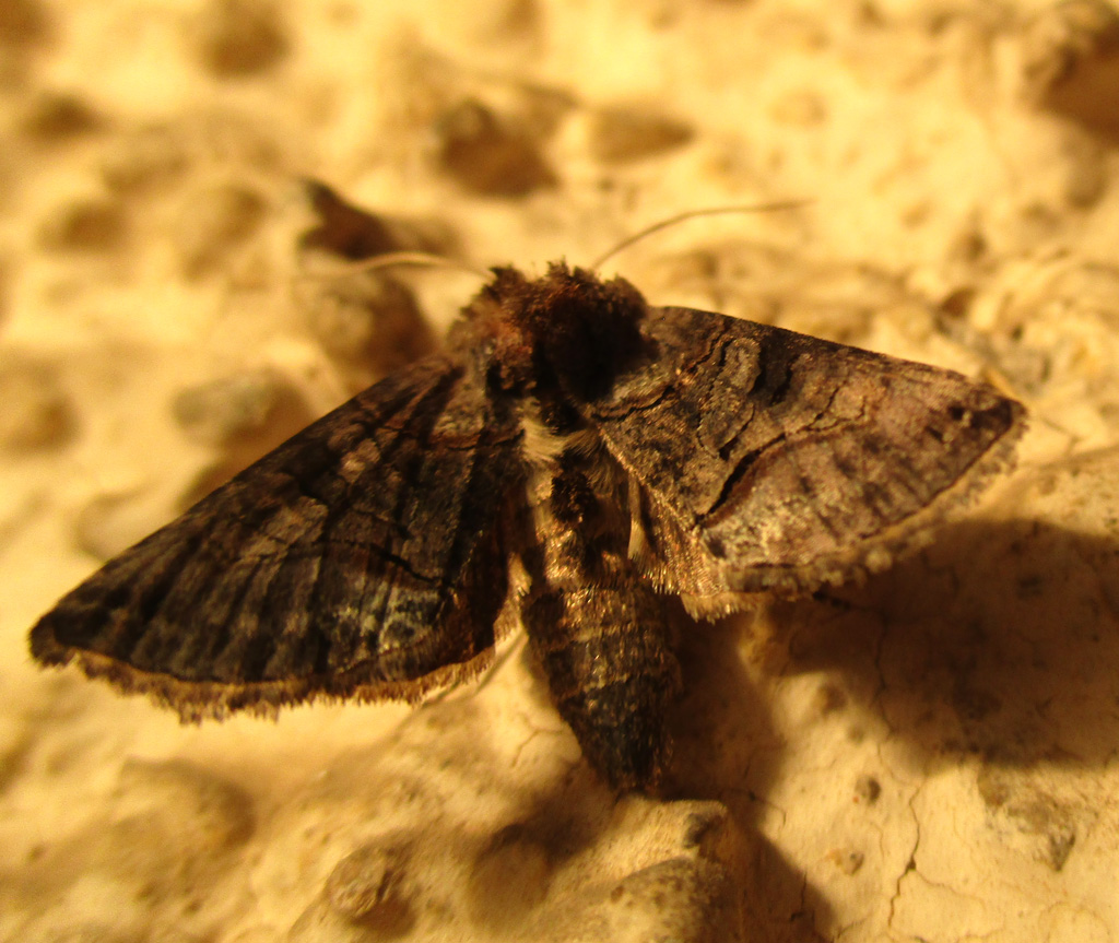 Abrostola asclepiadis- Schwalbenschwanz Hökereule