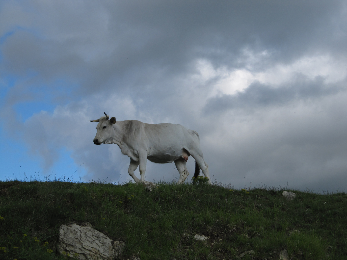 Abruzzen-Kuh