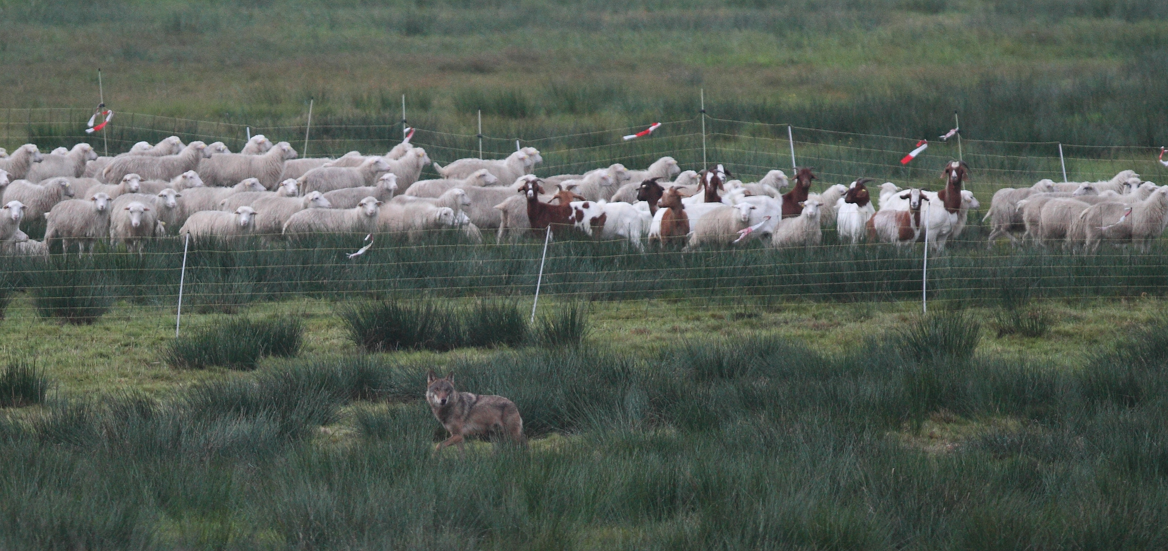 Abruzzenhirtehund bei der Arbeit