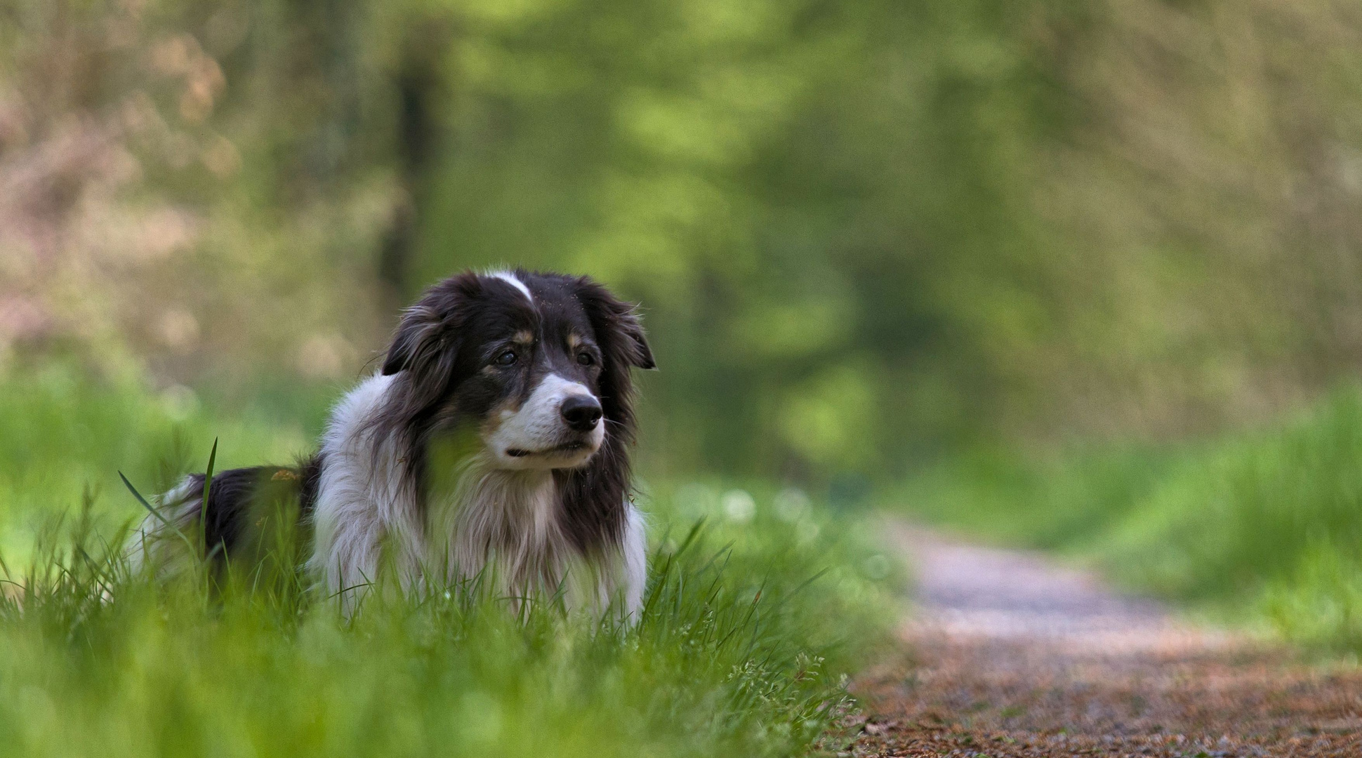 Abschied Foto & Bild | tiere, haustiere, hunde Bilder auf ...