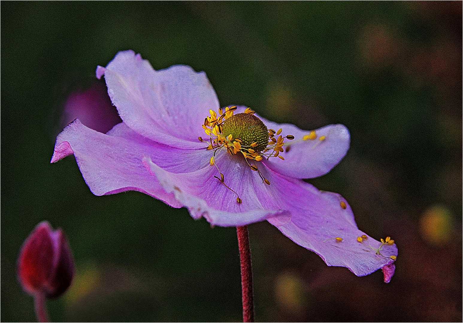 Abschied  der Anemone 