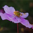 Abschied  der Anemone 