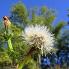 Abschied der Blumen