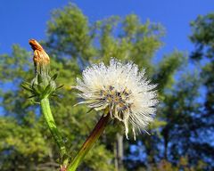 Abschied der Blumen