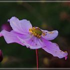 Abschied  der Cosmea