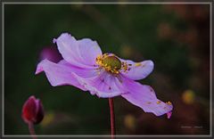 Abschied  der Cosmea