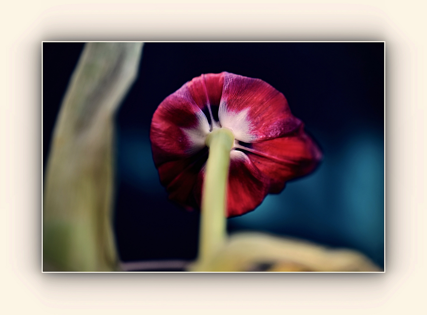 Abschied einer roten Tulpe