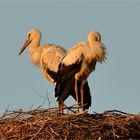 Abschied im Licht der untergehenden Sonne