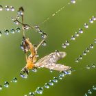 Abschied im Perlenglanz