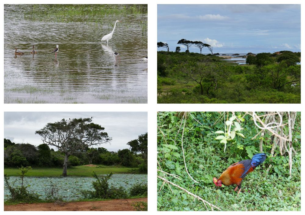 ...Abschied im Yala Nationalpark...