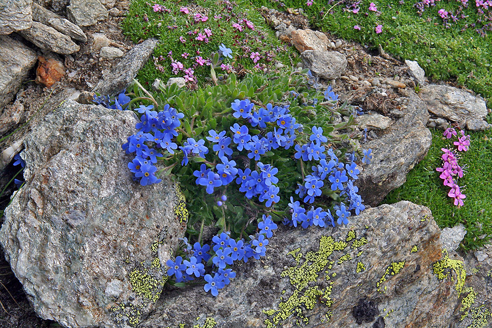 Abschied mit diesem Himmelsherold Eritrichium nanum, den viele für den König der Alpenpflanzen...