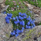 Abschied mit diesem Himmelsherold Eritrichium nanum, den viele für den König der Alpenpflanzen...