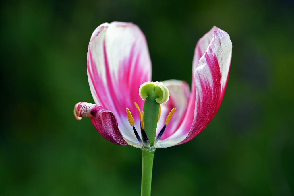 Abschied vom Frühling