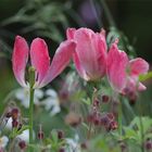 Abschied vom Frühling ??