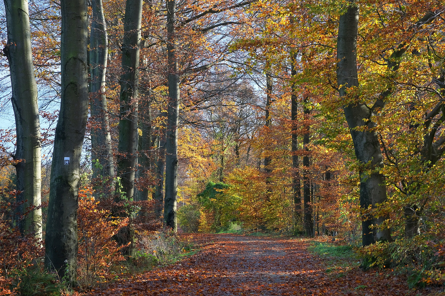 Abschied vom goldenen November