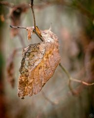 Abschied vom Herbst (2)