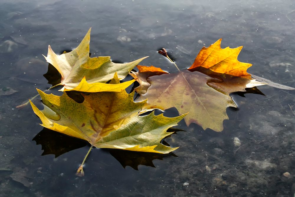 Abschied vom Herbst 2