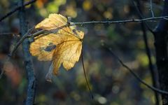 Abschied vom Herbst (5)