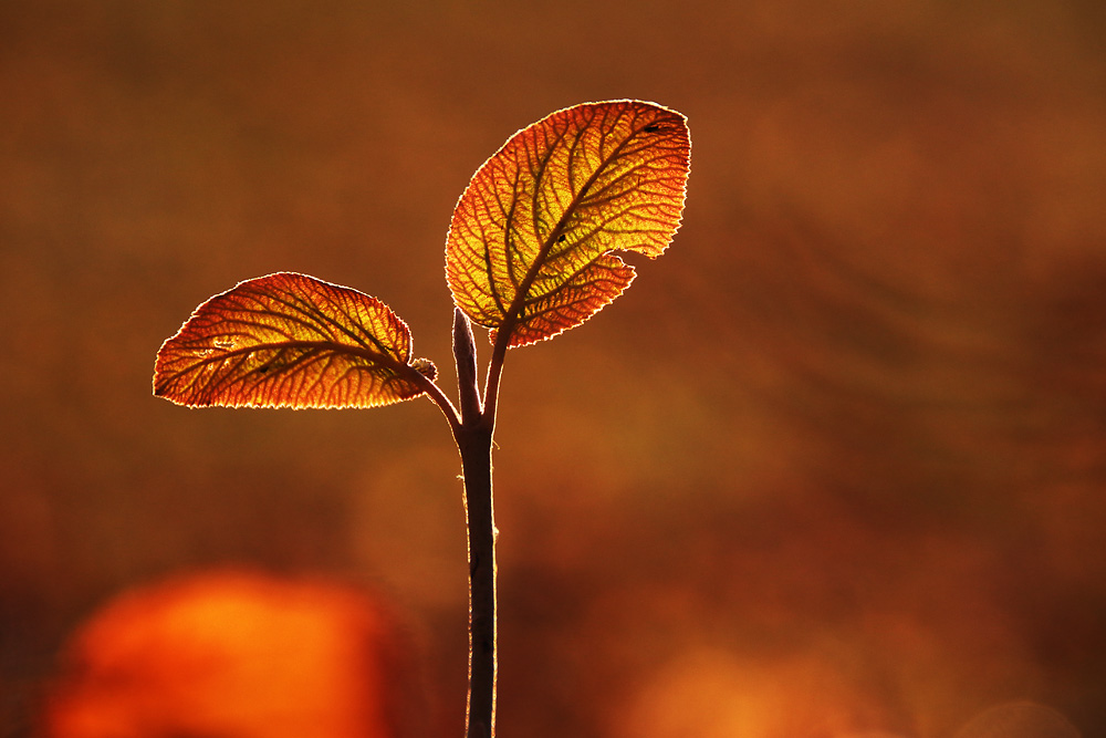 Abschied vom Herbst