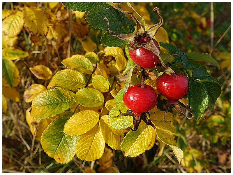 Abschied vom Herbst