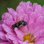 Abschied vom Insektenjahr I