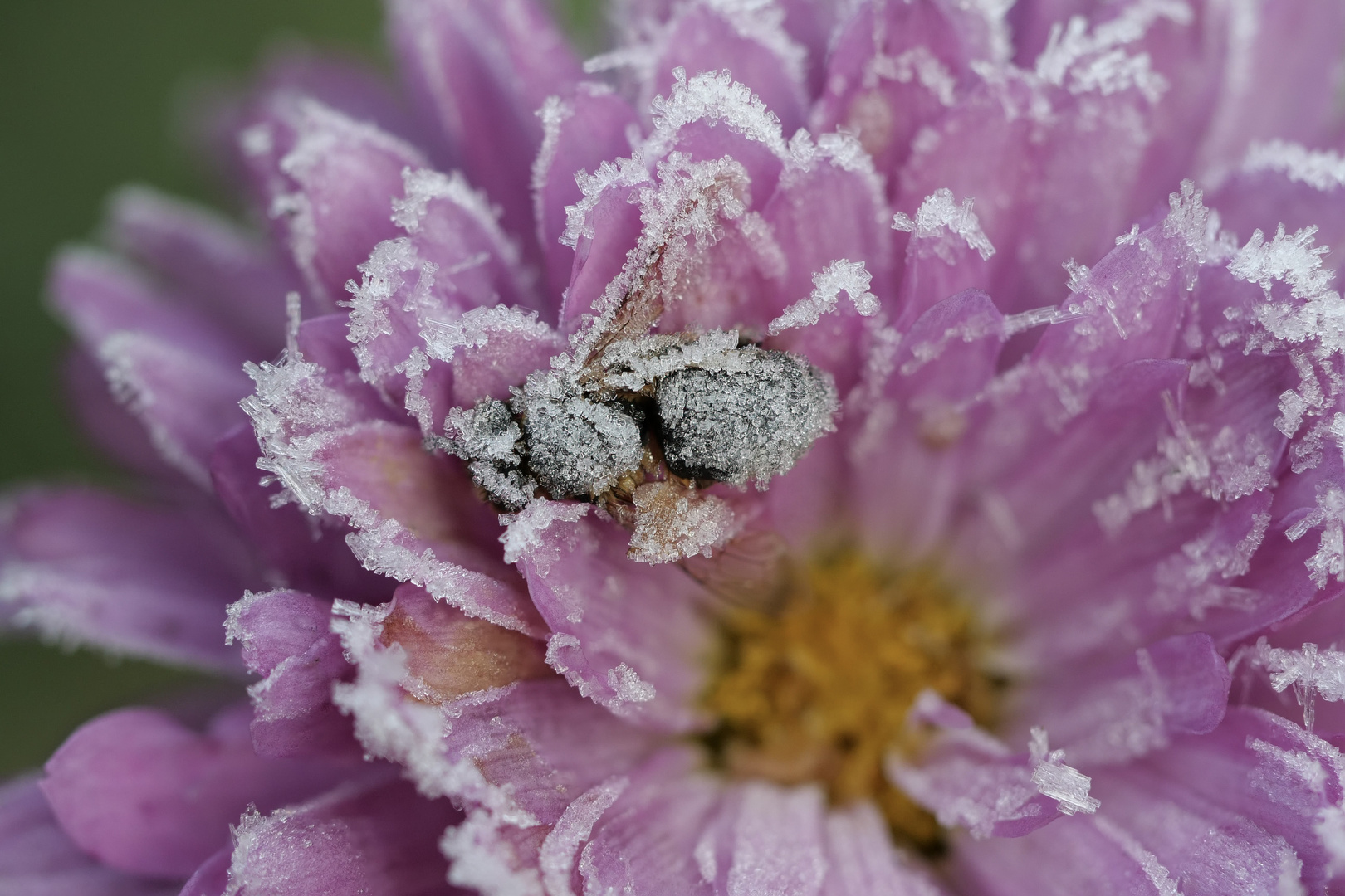 Abschied vom Insektenjahr III