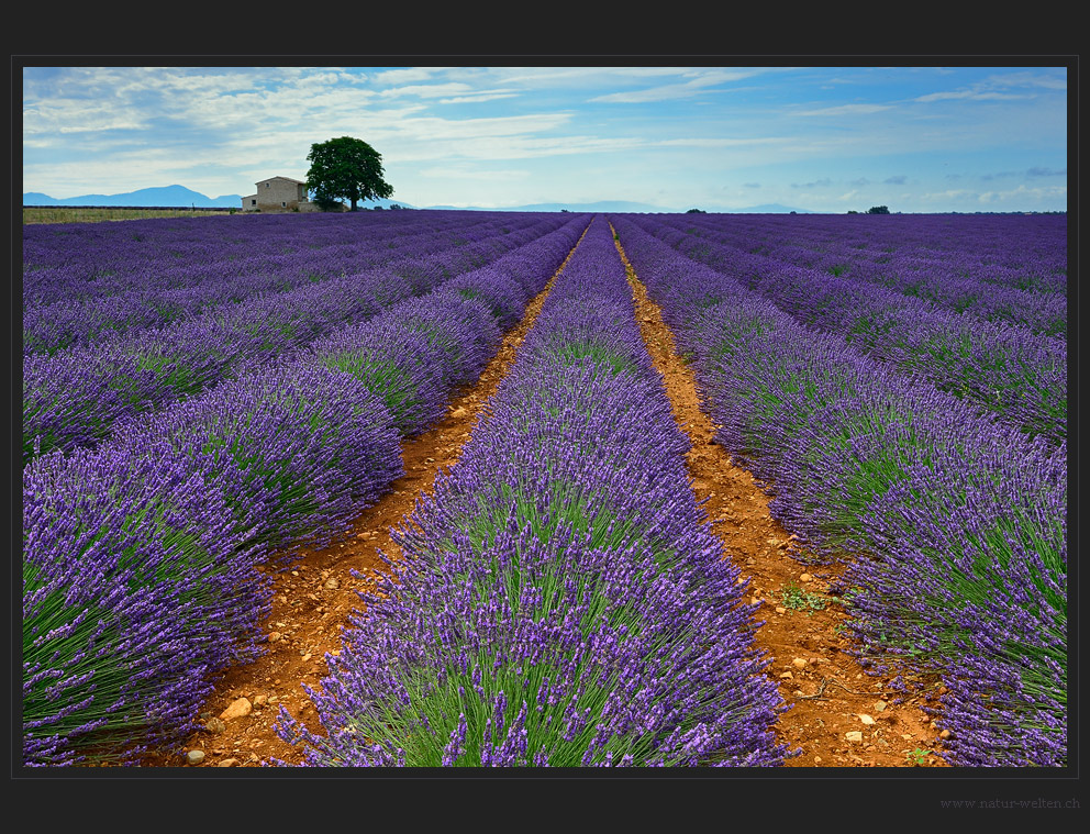 Abschied vom Lavendel