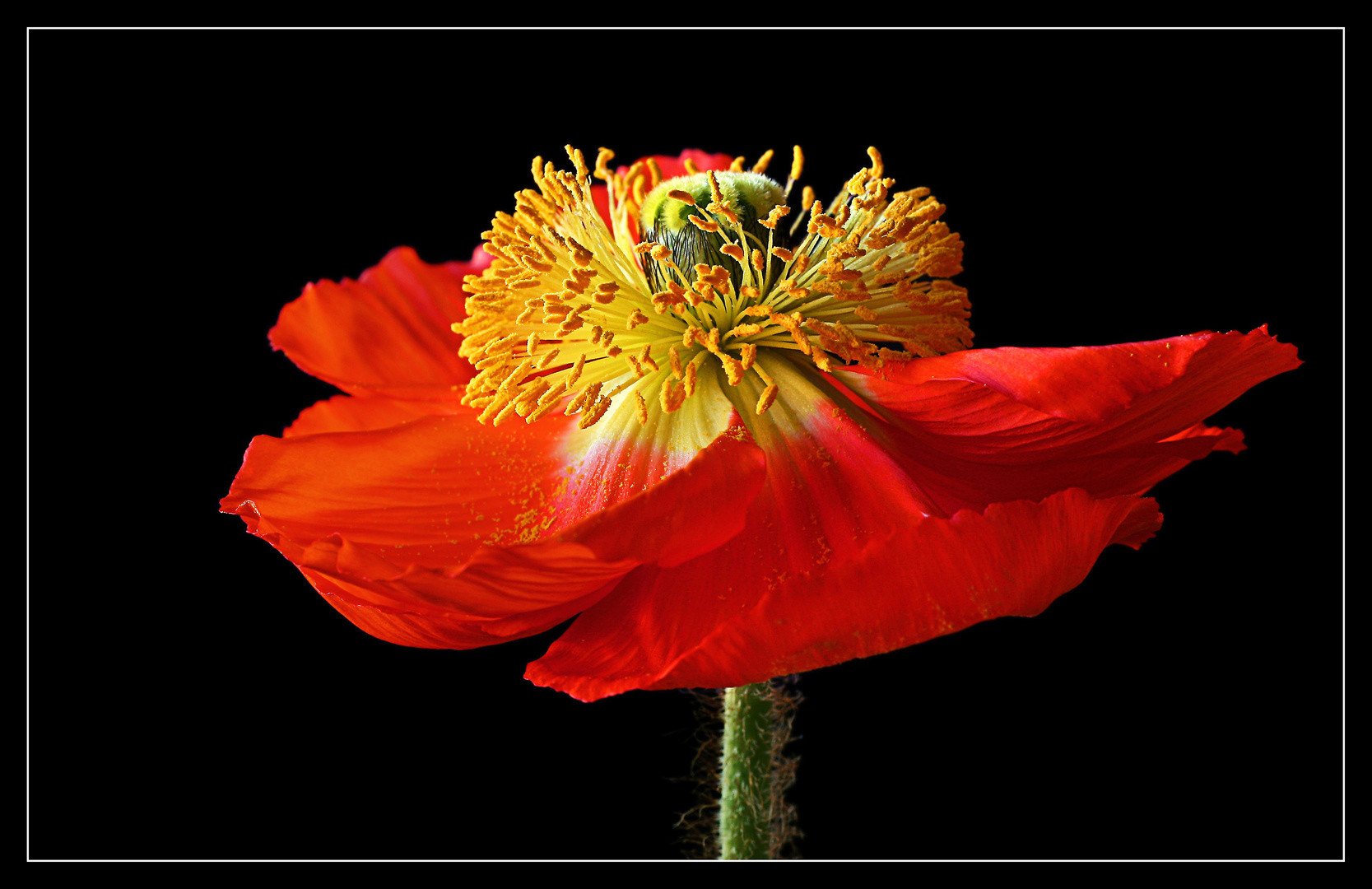 Abschied vom Mohn 2013